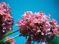 /album/fotos-da-cidade-de-timbo-sc/a05-05-jpg/